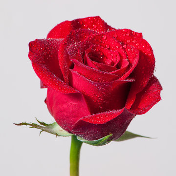 red rose with water drops isolated on white