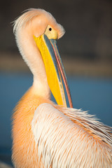 Freigestellter Rosapelikan bei der Gefiederpflege, Kopf und Schnabel in der Seitenansicht