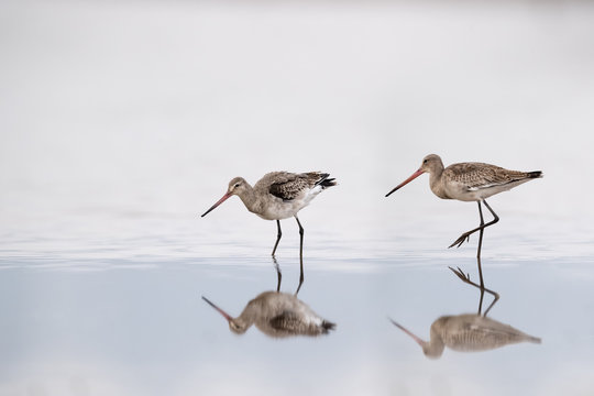 black tailed godwit on lake with reflection
