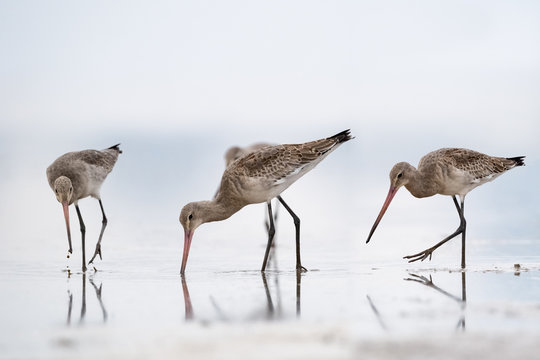 feeding black tailed godwits