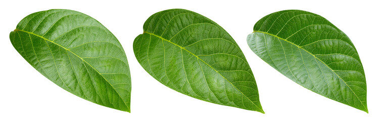 Nut leaves Clipping Path