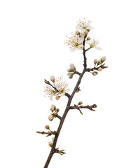 Prunus spinosa, blackthorn aka sloe blossom in springtime, isolated on white background. Delicate white flowers, close up detail. - obrazy, fototapety, plakaty