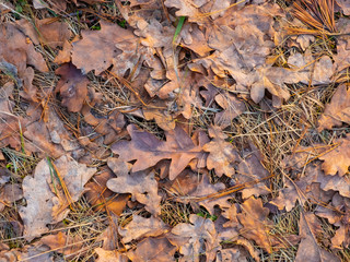 Colorful autumn fallen leaves on brown forest soil background texture