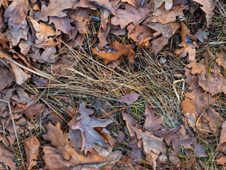 Colorful autumn fallen leaves on brown forest soil background texture