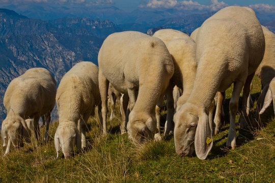 Bergschaf