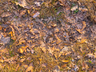 Colorful autumn fallen leaves on brown forest soil background texture