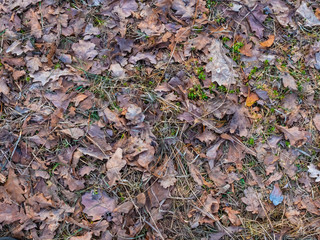 Colorful autumn fallen leaves on brown forest soil background texture