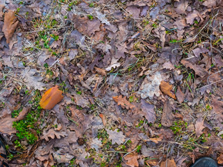 Colorful autumn fallen leaves on brown forest soil background texture