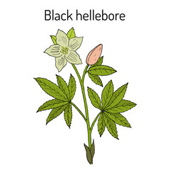 Christmas rose, or black hellebore, evergreen flowering plant