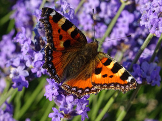 Fototapeta premium butterfly