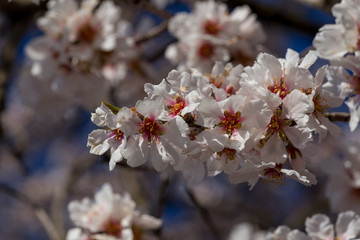 almond flowers blue  sky spring  season buds bees
