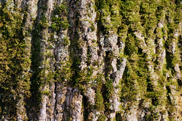 Old tree bark texture with green moss close up. Brown color toned