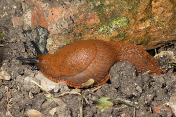Eine Rote Wegschnecke kriecht über Steine in der Seitenansicht