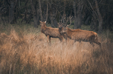  Beautiful deer in the natural park of salburua, vitoria, alava, basque coutry, spain