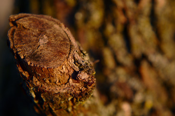 macro wood