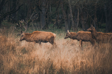  Beautiful deer in the natural park of salburua, vitoria, alava, basque coutry, spain
