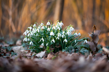 Spring flower snowdrop is the first flower in the end of winter and the beginning of spring.