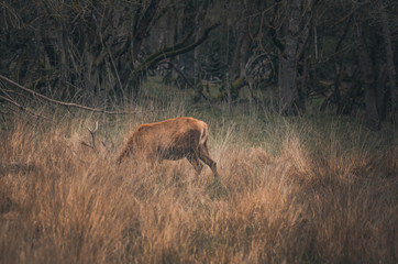  Beautiful deer in the natural park of salburua, vitoria, alava, basque coutry, spain