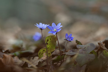 Liverwort (Hepatica nobilis) flowers on a forest floor on sunny afternoon. Spring blue flowers (Hepatica nobilis) in the forest. Blue flowers of Hepatica Nobilis close-up.