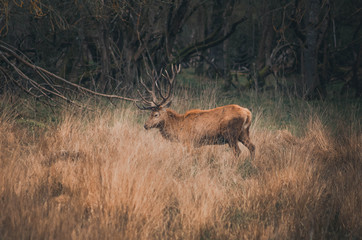  Beautiful deer in the natural park of salburua, vitoria, alava, basque coutry, spain