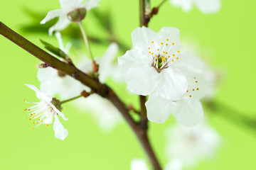 Branch of cherry blossoms on green background