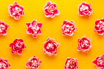 Spring Pink tulips on yellow background. Retro vintage style.
