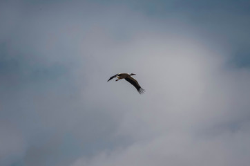 Obraz premium Stork flying in a blue sky. Animal