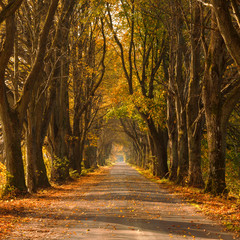 Fototapeta na wymiar Autumn road country scene in north Poland