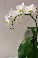 Macro of big branch white orchid flower Phalaenopsis (Moth Orchid or Phal). Flower on the light grey background with green leaves. Selective focus on foreground