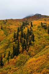 Colorful Trees in Autumn Season.savsat/artvin 