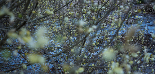 SALIX, Réserve naturelle nationale Marais d'Orx, Labenne, Landes, Nouvelle-Aquitaine, France, Europe