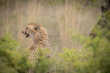 Cheetah Hunting