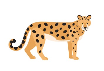 Jaguar isolated on white background. Stunning wild exotic carnivorous animal. Graceful large American wild cat or cute felid with spotted coat. Colorful vector illustration in flat cartoon style. © Good Studio