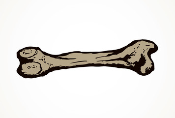 Fototapeta premium Bone. Vector drawing