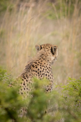 Cheetah Hunting