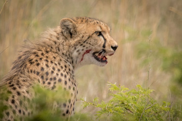Cheetah Hunting