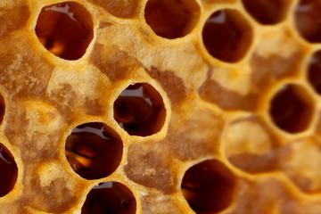 Yellow Honeycomb closeup background