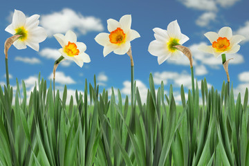Fototapeta na wymiar Narcissus spring flower on white