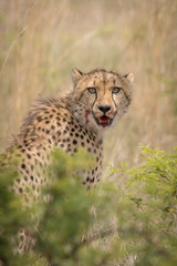 Fototapeta premium Cheetah Hunting