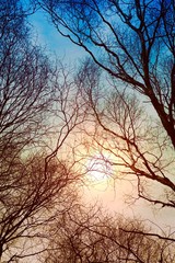 tree branches and sun