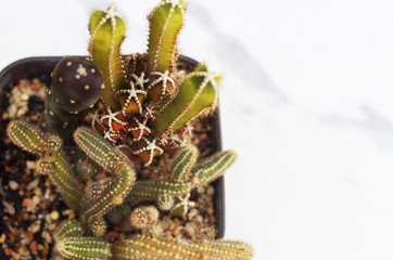 Collection of small cactus or succulent plants on white marble background with copy space.