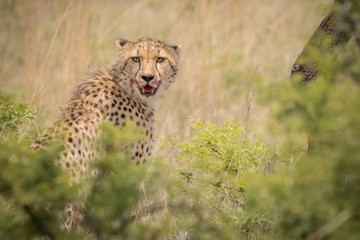 Cheetah Hunting