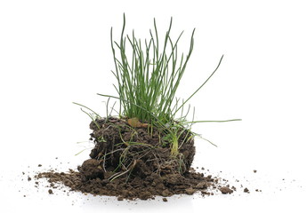 Green grass with dirt isolated on white background and texture