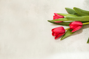 Three red tulips on a scratched gray background. feminine spring background