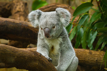 Koala (Phascolarctos cinereus)  