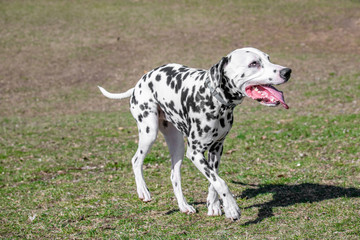 Close-up shot of beautiful Dalmatian dog. Selective focus