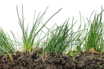 Obraz premium Green grass with dirt isolated on white background and texture