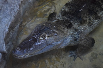 A caiman is an alligatorid crocodilian belonging to the subfamily Caimaninae, one of two primary lineages within Alligatoridae, the other being alligators