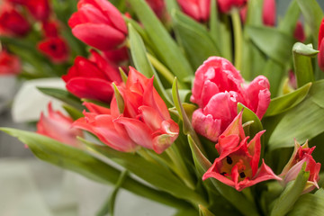 Red fresh spring tulips of different varieties with selective focus