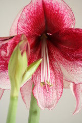 Hippeastrum Daphne. Blooming bud. Detailed image.